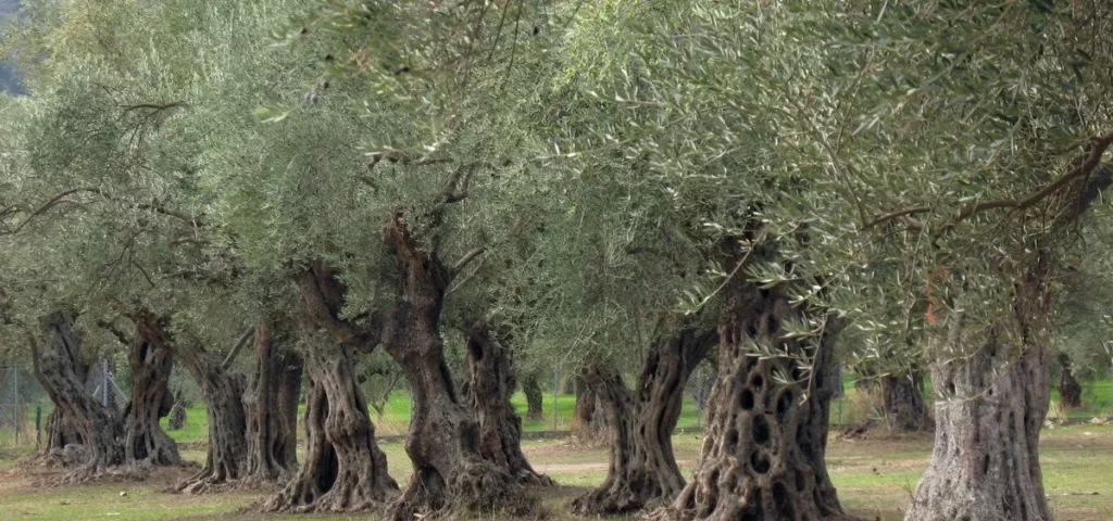 Дерево оливы